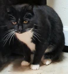 Lost Female Cat last seen Near Chinook Elementary, Clark County, WA 98685