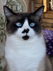 Lost Female Cat last seen Near Rolleston drive 29615, Greenville, SC 29615