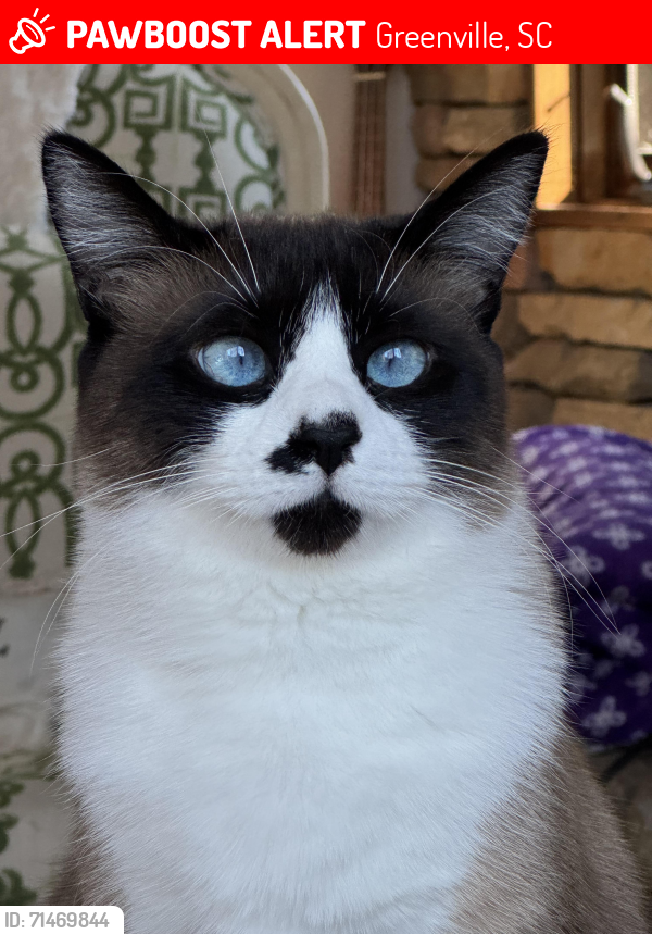 Lost Female Cat last seen Near Rolleston drive 29615, Greenville, SC 29615
