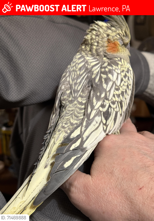 Lost Female Bird last seen Lawrence post office. , Lawrence, PA 15055