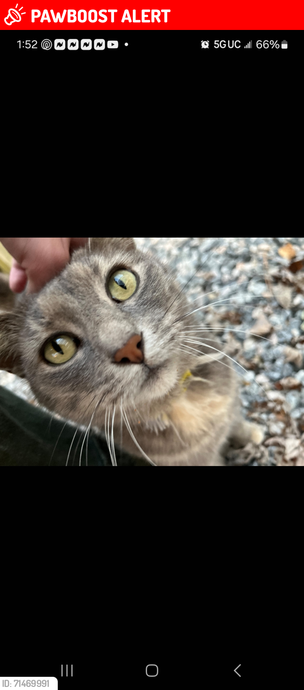 Lost Female Cat last seen Happy hill and Fielding rd, Chesterfield County, VA 23834