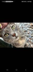 Lost Female Cat last seen Happy hill and Fielding rd, Chesterfield County, VA 23834