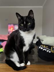 Lost Male Cat last seen Battalion Street, Summer Tree Road, Bella Drive, Centreville, VA 20121