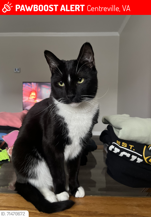 Lost Male Cat last seen Battalion Street, Summer Tree Road, Bella Drive, Centreville, VA 20121