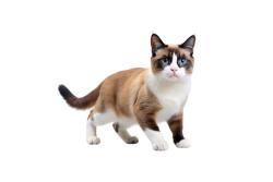 Lost Male Cat last seen sherman and marie avenue, warren, Warren, MI 48089