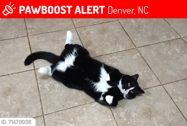 Lost Female Cat last seen Glen Meadows off ST James church rd denver nc , Denver, NC 28037
