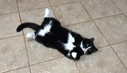 Lost Female Cat last seen Glen Meadows off ST James church rd denver nc , Denver, NC 28037