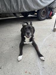 Lost Male Dog last seen 118th st & Eucalyptus Street, Hawthorne, CA 90250