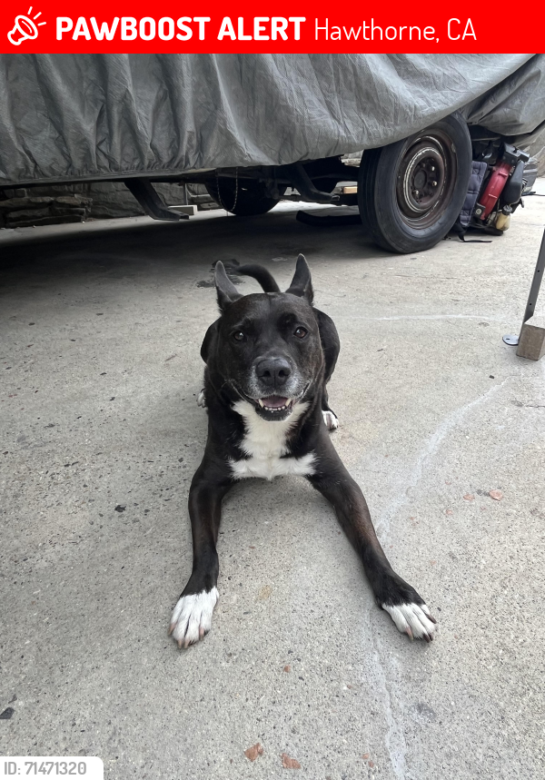 Lost Male Dog last seen 118th st & Eucalyptus Street, Hawthorne, CA 90250