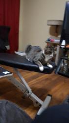 Lost Female Cat last seen Klein rd. / three rivers rd, Gulfport, MS 39503