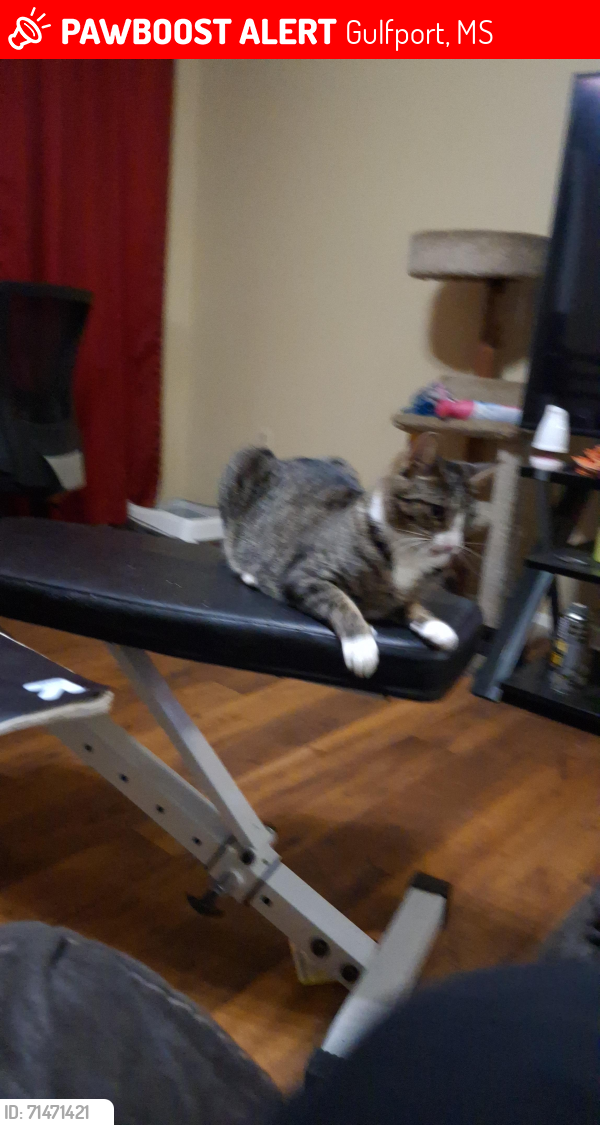 Lost Female Cat last seen Klein rd. / three rivers rd, Gulfport, MS 39503