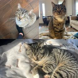 Lost Male Cat last seen Near and Robert E Lee Drive , Spotsylvania Courthouse, VA 22551
