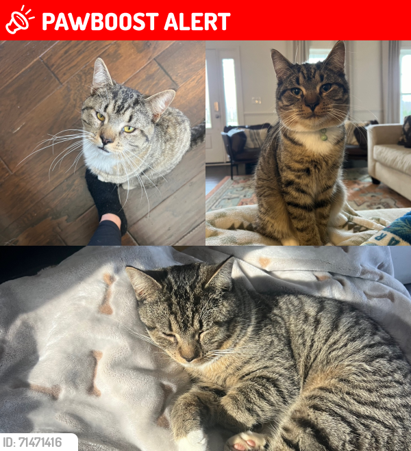 Lost Male Cat last seen Near and Robert E Lee Drive, Spotsylvania Courthouse, VA 22551
