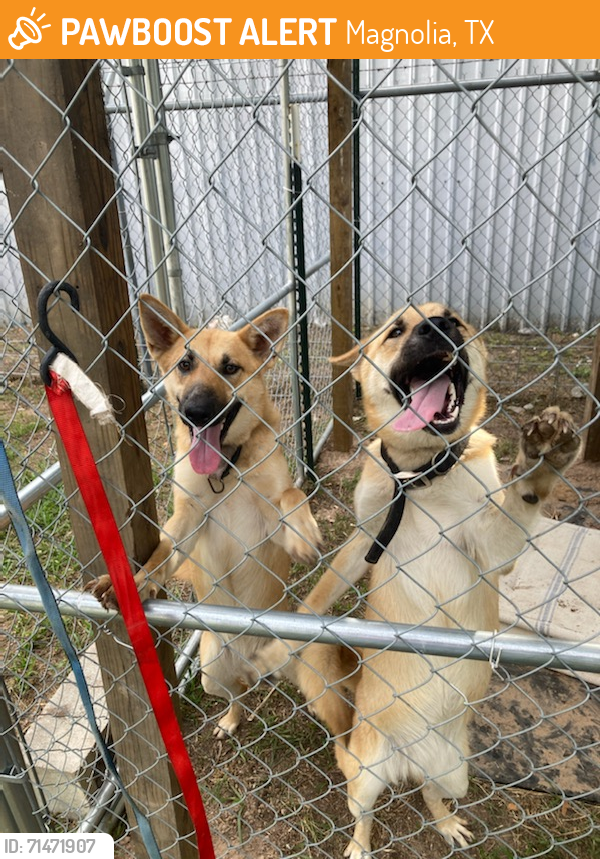 Found/Stray Female Dog last seen Dobbin Hufsmith Rd & Carraway , Magnolia, TX 77354