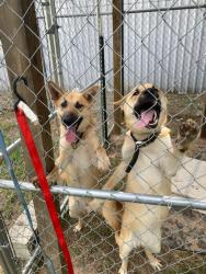 Found/Stray Female Dog last seen Dobbin Hufsmith Rd & Carraway , Magnolia, TX 77354