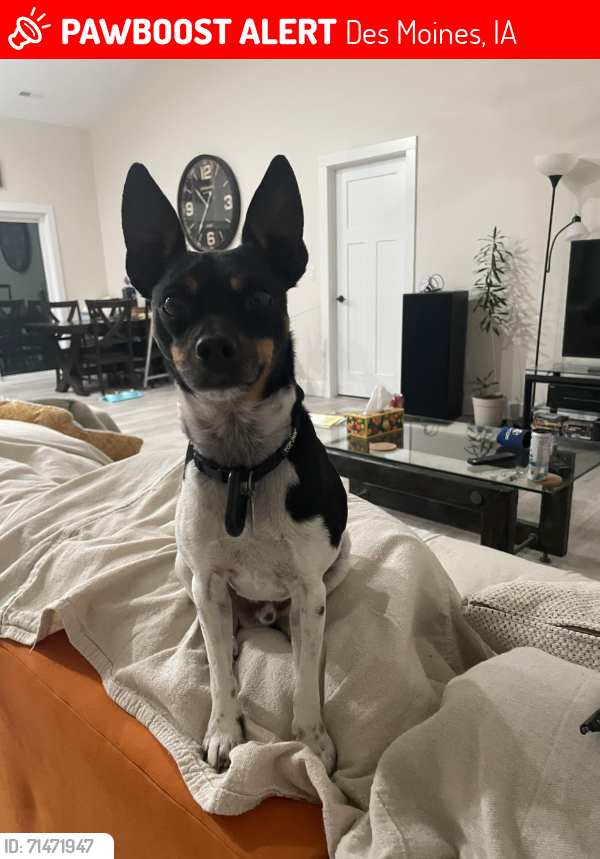 Lost Male Dog last seen NE 14th ST, Des Moines, IA 50313