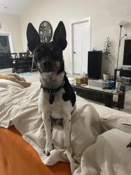 Lost Male Dog last seen NE 14th ST, Des Moines, IA 50313