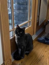 Lost Female Cat last seen Edgewood and Arlington, Redwood City, CA 94062