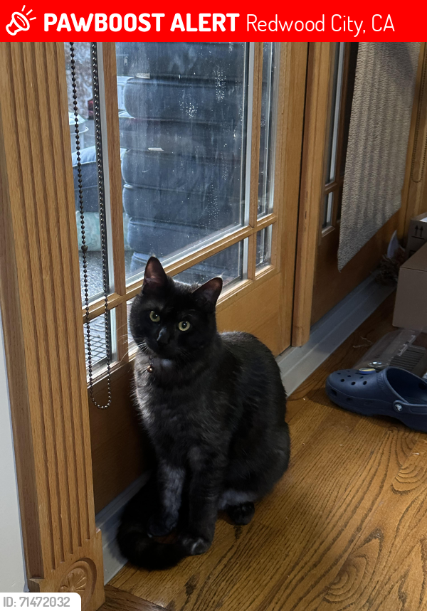 Lost Female Cat last seen Edgewood and Arlington, Redwood City, CA 94062