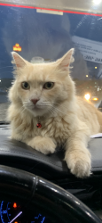 Lost Male Cat last seen Redwood Dr, Royal Dr, honestly this boy lived on an 80 acre farm. He went on a walk, got lost, and the people who found him knowingly stole and rehomed him. Chattanooga and surrounding areas, Chattanooga, TN 37421