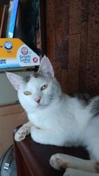 Lost Male Cat last seen Smoot school road, Smoot, WV 24931