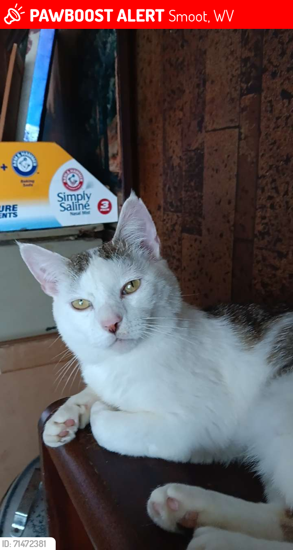 Lost Male Cat last seen Smoot school road, Smoot, WV 24931