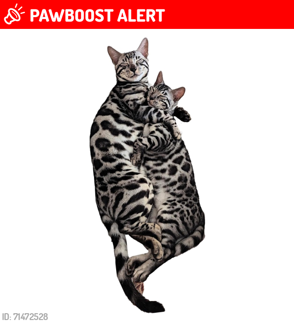 Lost Male Cat last seen Crown & Sceptre Pub, Llangatwg, Cymru SA10
