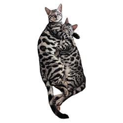 Lost Male Cat last seen Crown & Sceptre Pub, Llangatwg, Cymru SA10