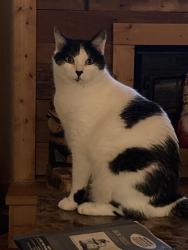 Lost Male Cat last seen Rimrock Dr., Spring Branch, TX 78070