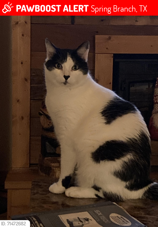 Lost Male Cat last seen Rimrock Dr., Spring Branch, TX 78070