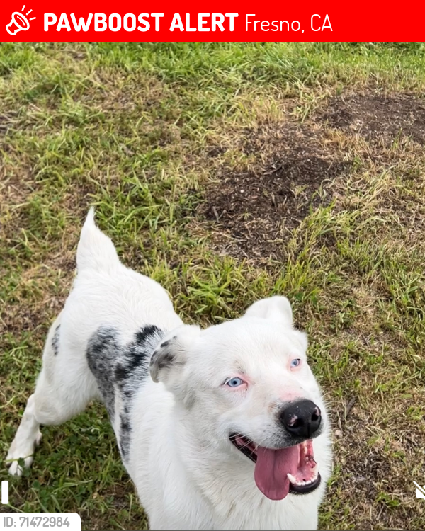 Lost Male Dog last seen West and garland ave Fresno ca 93705, Fresno, CA 93705