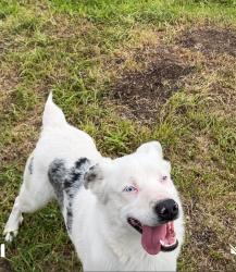 Lost Male Dog last seen West and garland ave Fresno ca 93705, Fresno, CA 93705