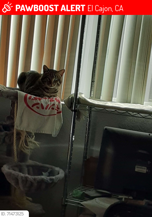 Lost Male Cat last seen Greenfield and Ballantyne, El Cajon, CA 92021