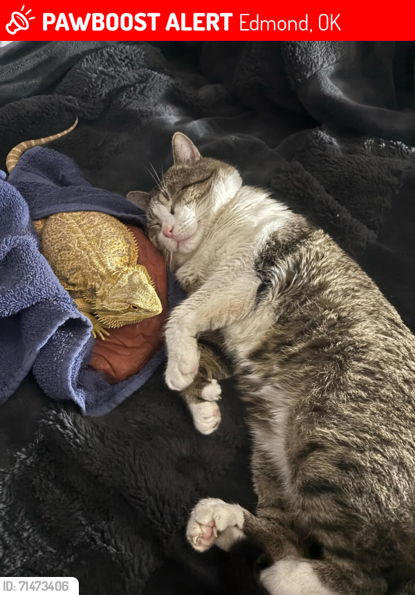 Lost Male Cat last seen 2nd and Coltrane Edmond Oklahoma , Edmond, OK 73034