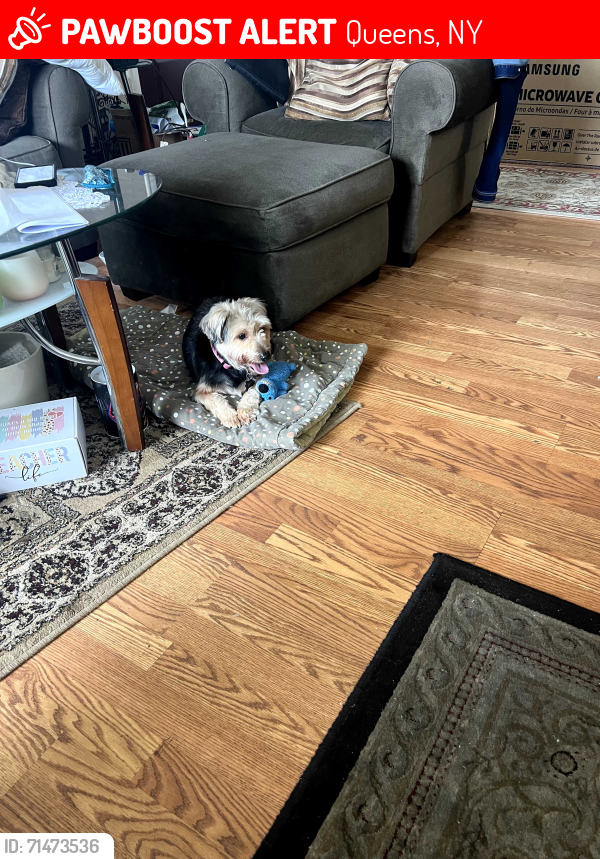 Lost Female Dog last seen Linden Blvd and 165 st, Queens, NY 11434