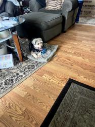 Lost Female Dog last seen Linden Blvd and 165 st, Queens, NY 11434