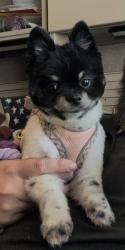 Lost Female Dog last seen Jasper, Lenwood, Barstow, CA 92311