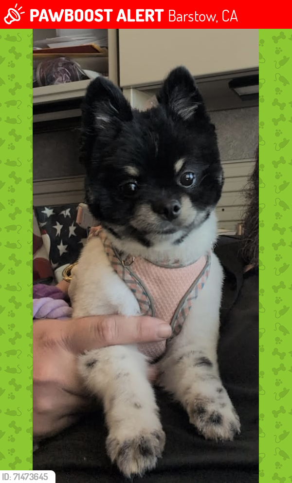Lost Female Dog last seen Jasper, Lenwood, Barstow, CA 92311