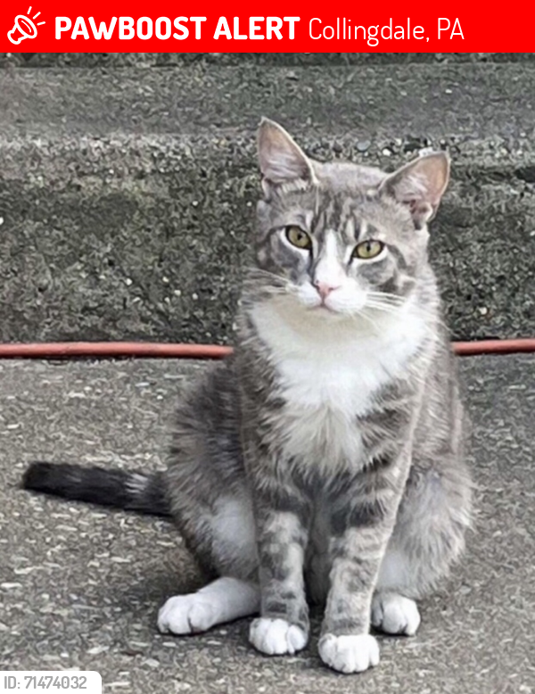 Lost Male Cat last seen Walnut St & Clifton Ave Collingdale Pa, Collingdale, PA 19023