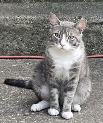 Lost Male Cat last seen Walnut St & Clifton Ave Collingdale Pa, Collingdale, PA 19023