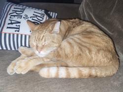 Lost Male Cat last seen Resort Villas, Henderson, NV 89014