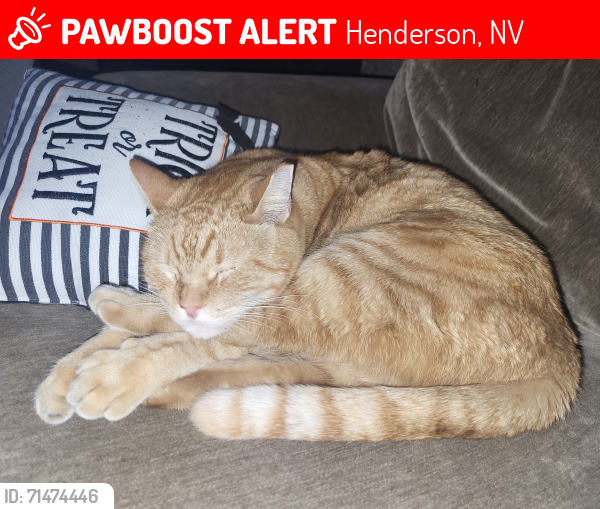 Lost Male Cat last seen Resort Villas, Henderson, NV 89014