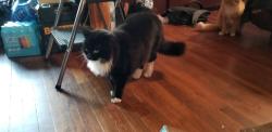 Lost Male Cat last seen Corner of Grande and Rhones Quarter in Tyler Tx, Tyler, TX 75707