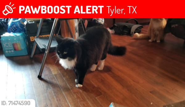 Lost Male Cat last seen Corner of Grande and Rhones Quarter in Tyler Tx, Tyler, TX 75707