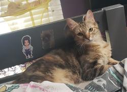 Lost Female Cat last seen 100th & r10, Littlerock, CA 93543