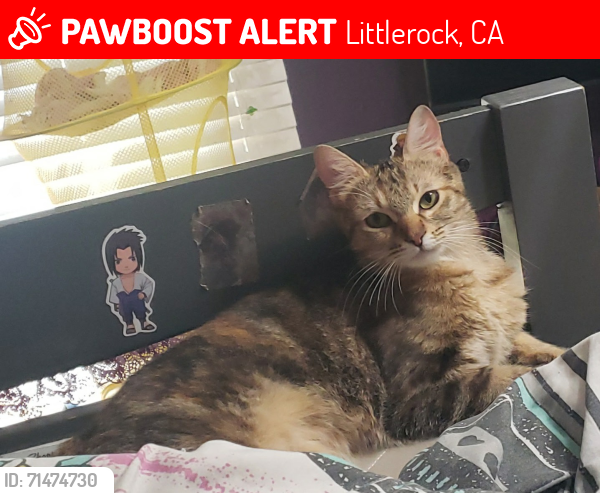 Lost Female Cat last seen 100th & r10, Littlerock, CA 93543