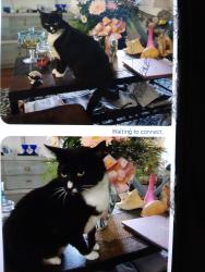 Lost Female Cat last seen  beach access # 4 in north top sail beach, North Topsail Beach, NC 28460