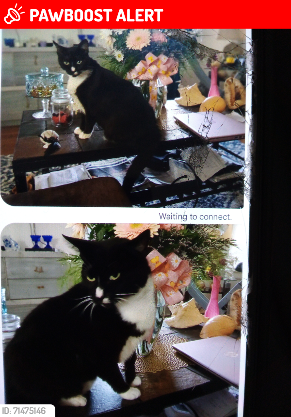 Lost Female Cat last seen  beach access # 4 in north top sail beach, North Topsail Beach, NC 28460