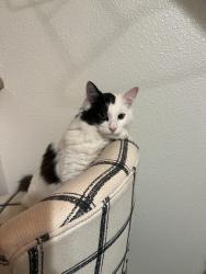 Lost Male Cat last seen SW 28th St & SW Hewitt Ave, Troutdale, OR 97060