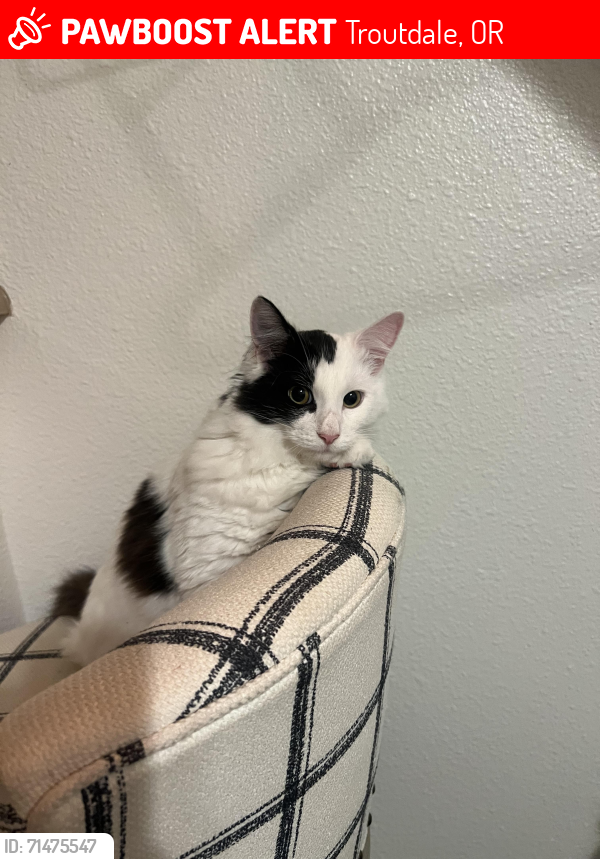 Lost Male Cat last seen SW 28th St & SW Hewitt Ave, Troutdale, OR 97060